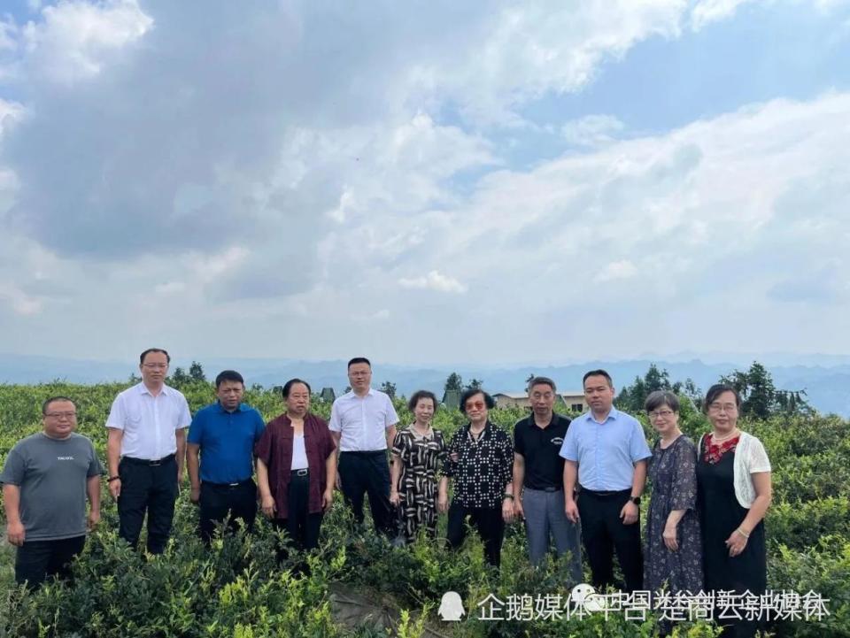 中国光谷创新企业协会携光谷知识产权研究院考察来凤藤茶产业(图8)